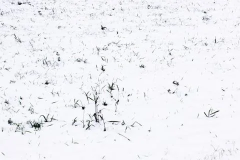Background from the first snow on green grass. Winter is coming. Field with Stock Photos