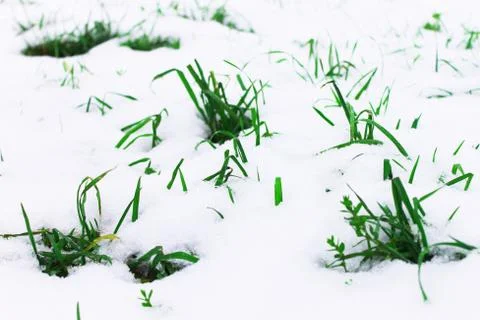 Background from the first snow on green grass. Winter is coming. Field with Stock Photos