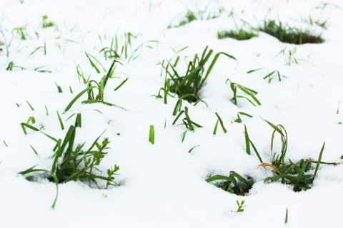 Background from the first snow on green grass. Winter is coming. Field with Stock Photos