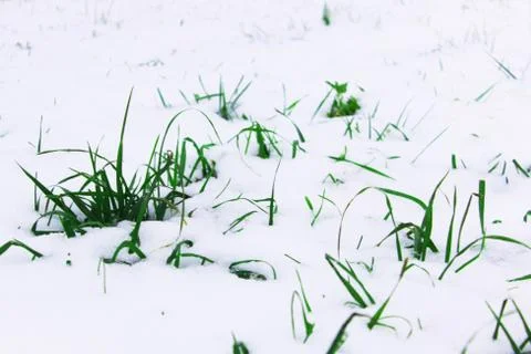 Background from the first snow on green grass. Winter is coming. Field with Stock Photos