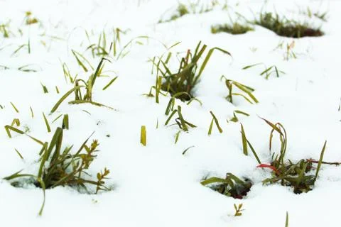 Background from the first snow on green grass. Winter is coming. Field with Stock Photos