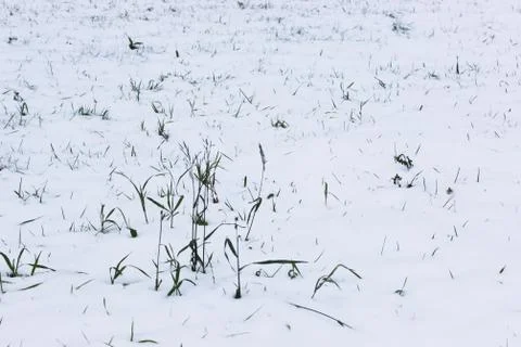 Background from the first snow on green grass. Winter is coming. Field with Stock Photos