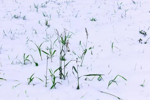 Background from the first snow on green grass. Winter is coming. Field with Stock Photos