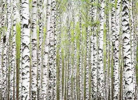 Background of first spring greens in birch grove Foto stock