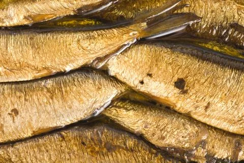 Background of the fish Stock Photos