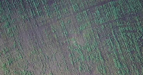 Background. Flight over the field Stock Footage 81419599