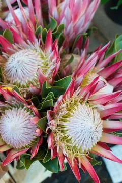 Background with floral pattern Stock Photos