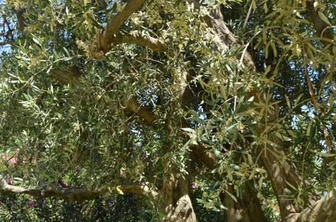 Background of a flourishing olive tree in spring on a Sunny day Stock Photos