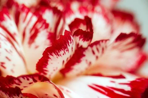 Background from flower carnations Stock Photos