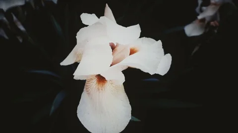 Background, flower in the evening Stock Footage 111661219