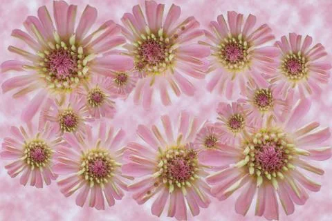 Background flower. Stock Photos