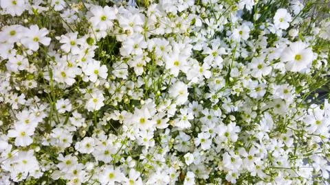 Background - Flower Stock Photos