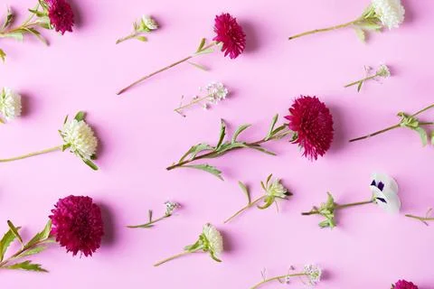 Background of flowers asters Stock Photos