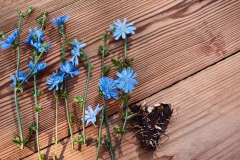 Background with flowers of chicory and root on the old wooden boards. Place for Stock Photos