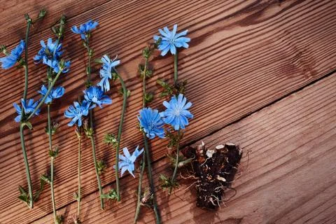 Background with flowers of chicory and root on the old wooden boards. Place for Stock Photos