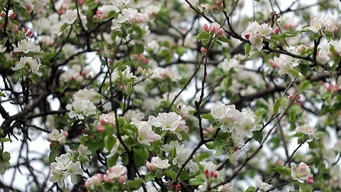 Background of flowers. Flowering apple tree. Stock Footage 131397849