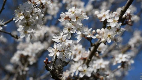 Background with flowers Stock Footage 126624686