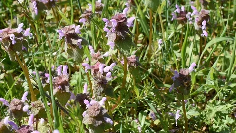 Background with flowers Stock Footage 126625597