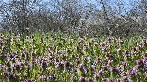 Background with flowers Stock Footage 126695806