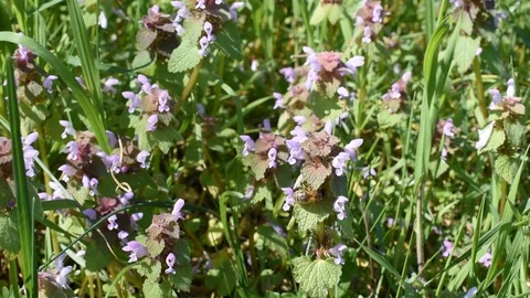 Background with flowers Stock Footage 126759483