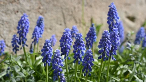 Background with flowers Stock Footage 126759602