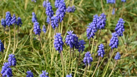 Background with flowers Stock Footage 126760398