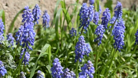 Background with flowers Stock Footage 126895759