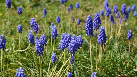 Background with flowers Stock Footage 127021250