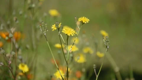 Background with flowers Stock Footage 133457825