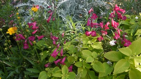 Background with flowers Stock Footage 139151374