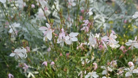 Background with flowers Stock Footage 139234750