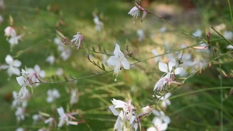 Background with flowers Stock Footage 139329750