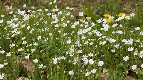 Background with flowers Stock Footage 152517657
