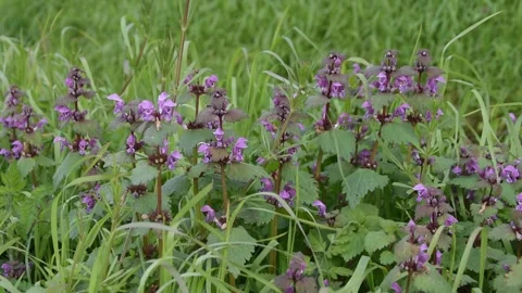 Background with flowers Stock Footage 152517949