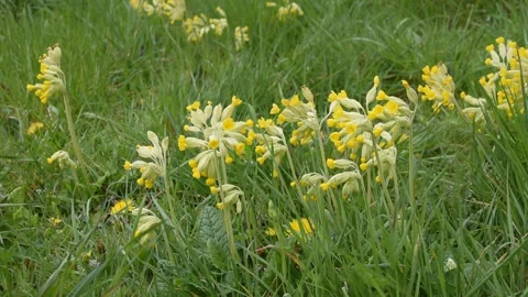 Background with flowers Stock Footage 152518308