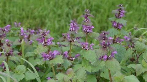 Background with flowers Stock Footage 152631086