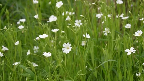 Background with flowers Stock Footage 152638584