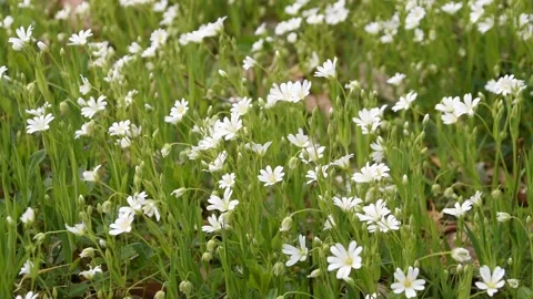 Background with flowers Stock Footage 152762226
