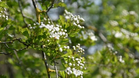 Background with flowers Stock Footage 152877517