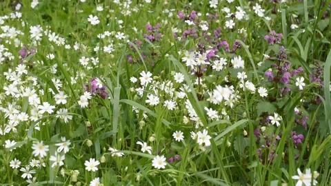 Background with flowers Stock Footage 152878654