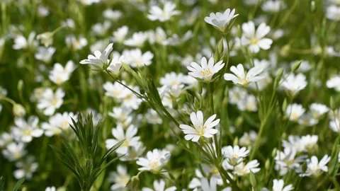 Background with flowers Stock Footage 152932962