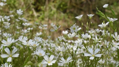 Background with flowers Stock Footage 153147719