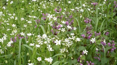 Background with flowers Stock Footage 153226886