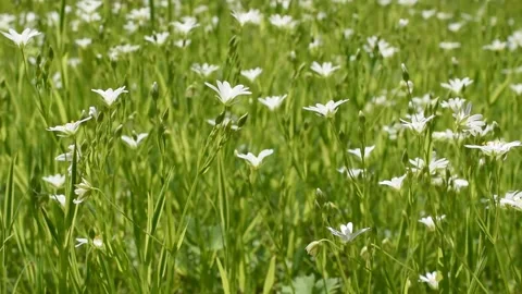 Background with flowers Stock Footage 153380678