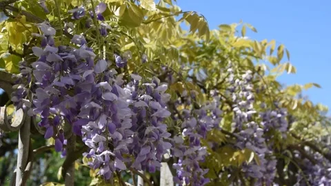 Background with flowers Stock Footage 153381262