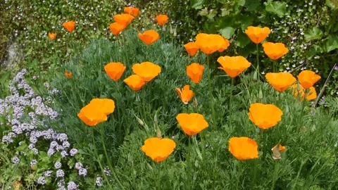 Background with flowers Stock Footage 153828407