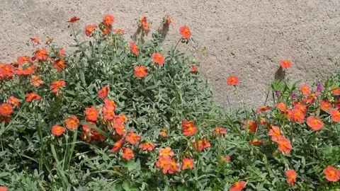 Background with flowers Stock Footage 153828845