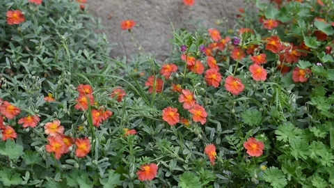 Background with flowers Stock Footage 154024995