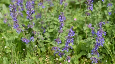 Background with flowers Stock Footage 154026778