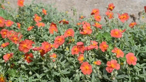 Background with flowers Stock Footage 154196714